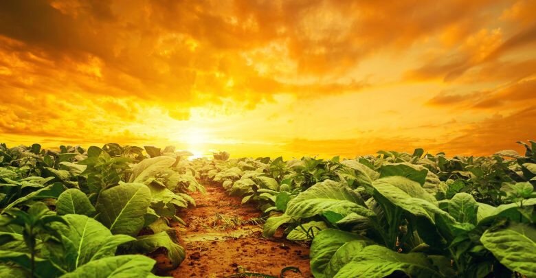 An-image-of-a-Tobacco-plantation-780x405