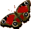 animaux_papillon_00005