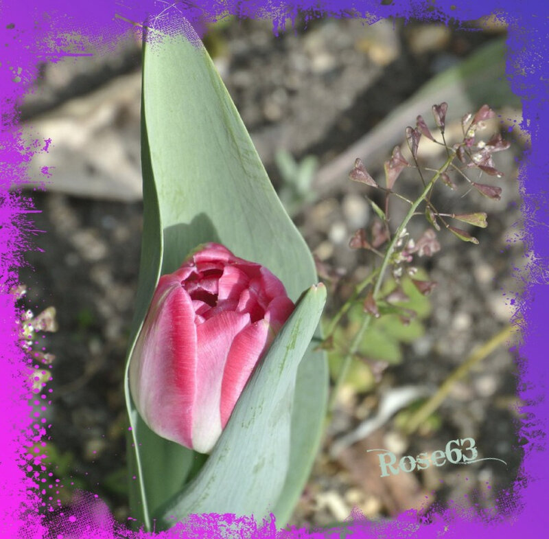 Tulipe en ce 15 avril 2019 Rose63