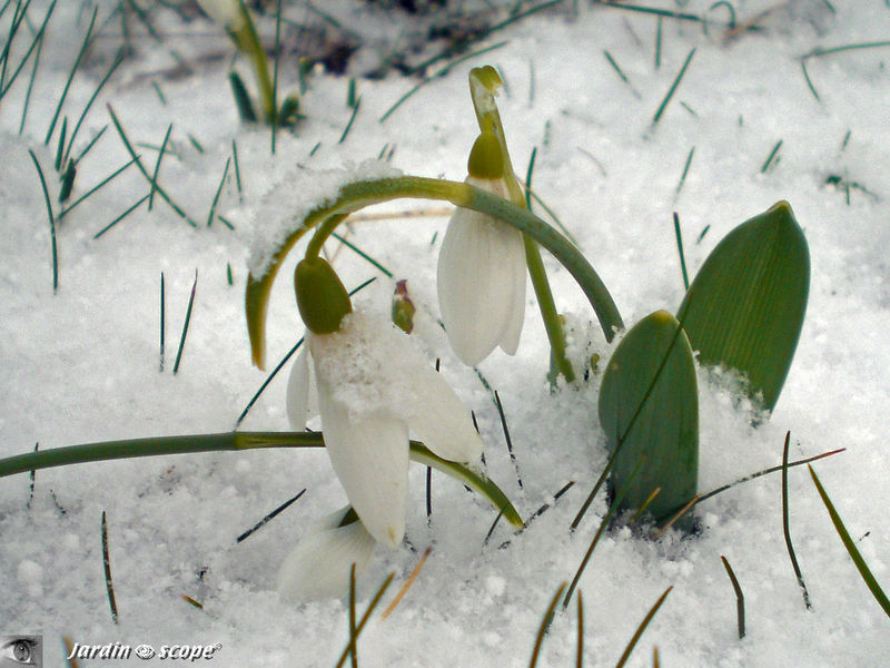 Galanthus nivalis sous la neige !