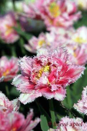 IMG_2034_copie