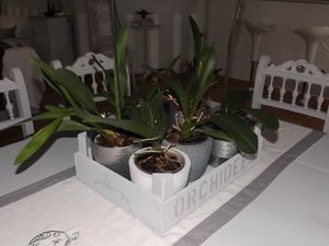 Cagette orchidées (13)