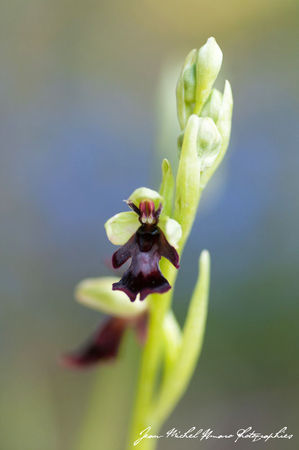 2012_05_07_Ophrys_insectifera_06