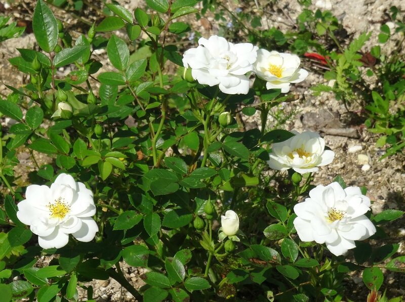 rosier blanc de willemse numero 4