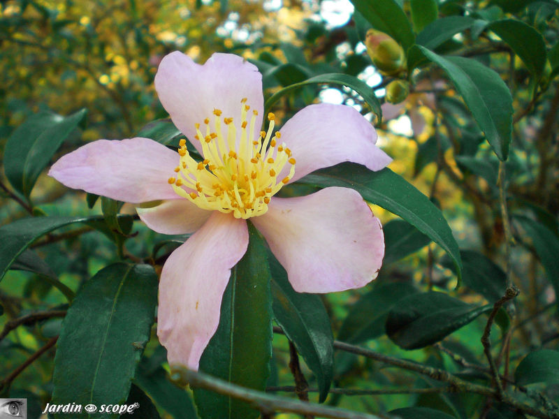 Camellia Sasanqua 'Splendour'