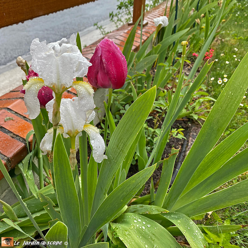 Iris-et-tulipe