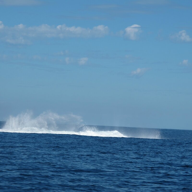 Ambolimailaka juillet 2014 - les baleines 051