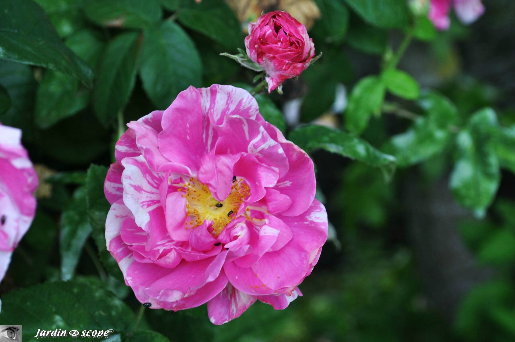 Rosier botanique Rosa galica versicolor