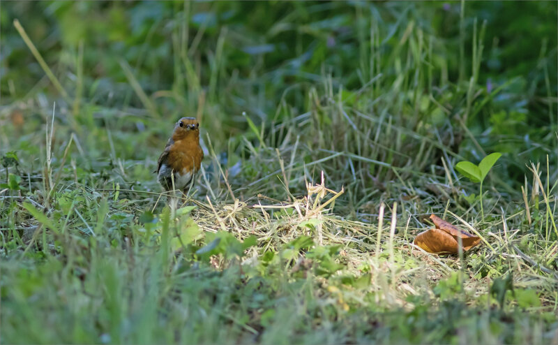 oiseau RG sauterelle bec 310519 1