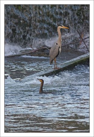 QM_lulu_heron_passe_cormoran_1_200311