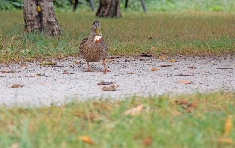 Canard pomme 040921 3