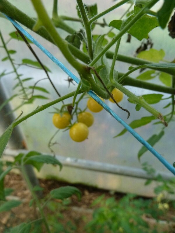 19-tomates serre (1)