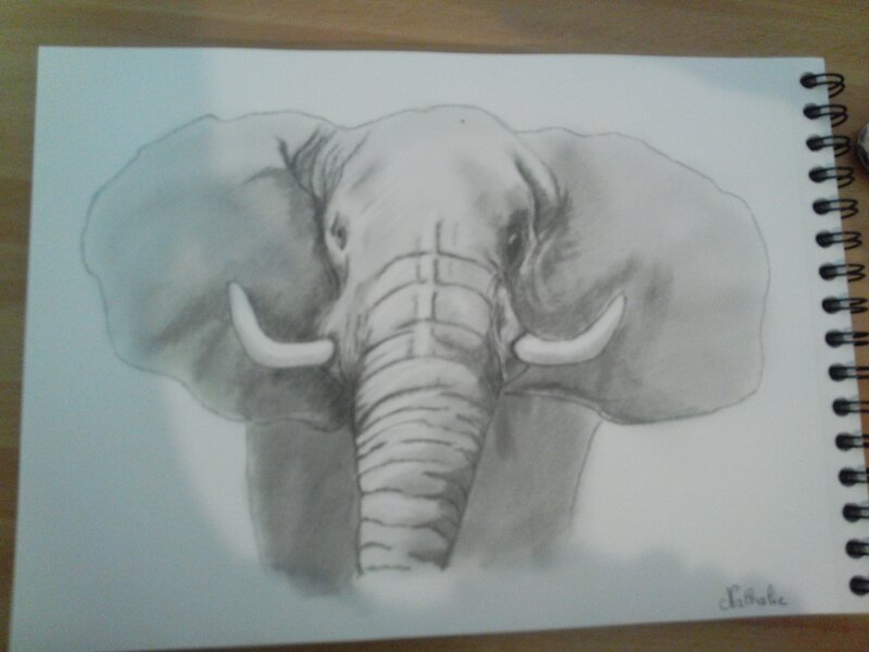 elephant