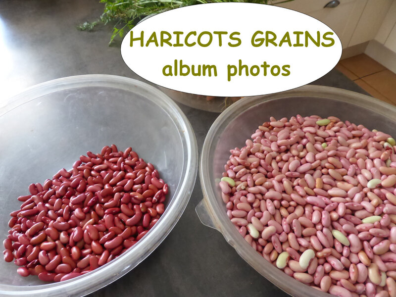 haricots grains-album photos
