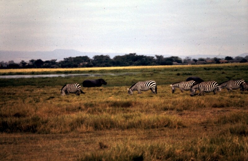 amboseli hippo c