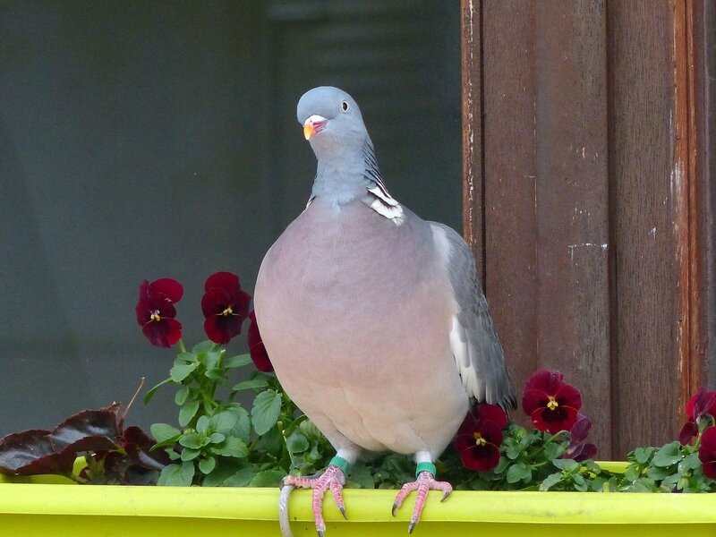 Coco 3 ans 175 jours en Fév 03