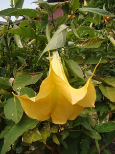 photo_13_Brugmansia_aurea