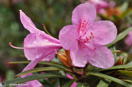 Rhododendron