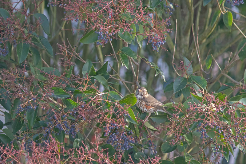 Oiseaux troënes froid 171222 3 Mauvis ym