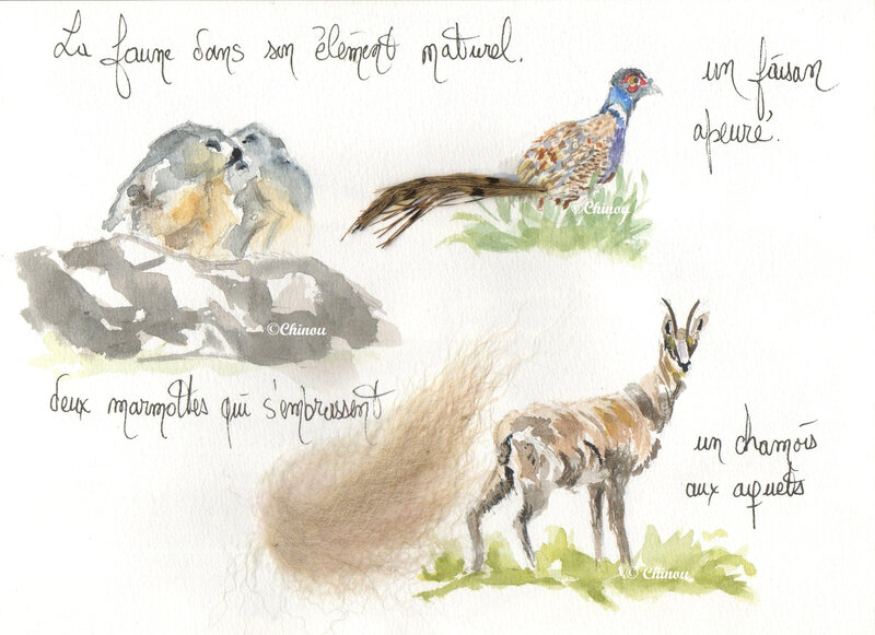 53 Faune plume et poils