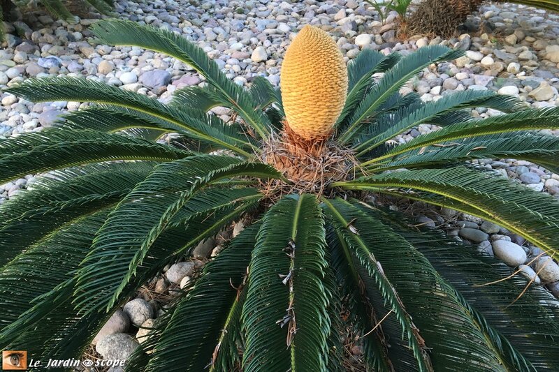 Cycas-en-fleur