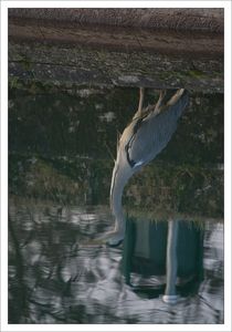 QM_reflet_heron_poubelle_251209