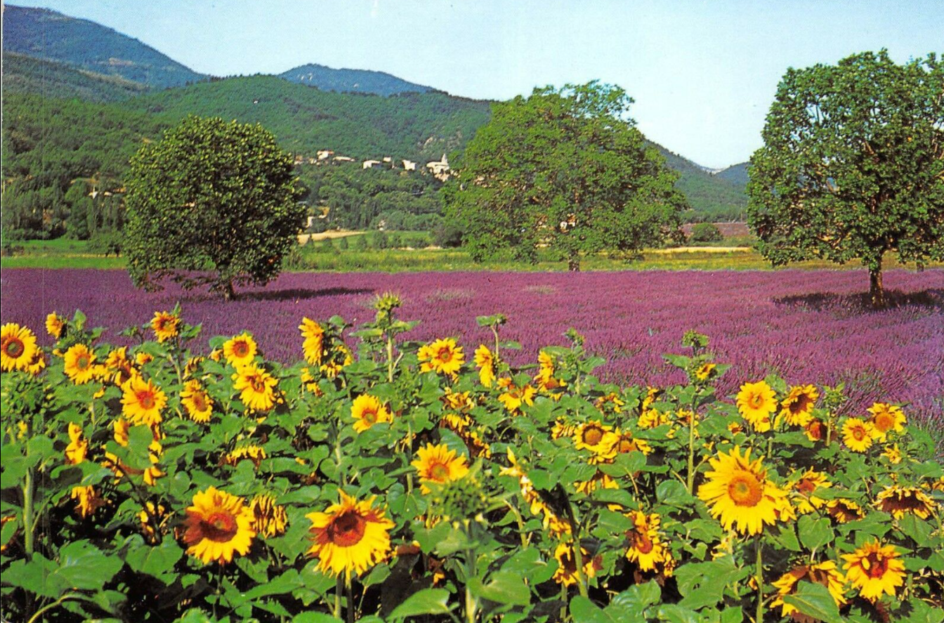 Tournesols et lavandes