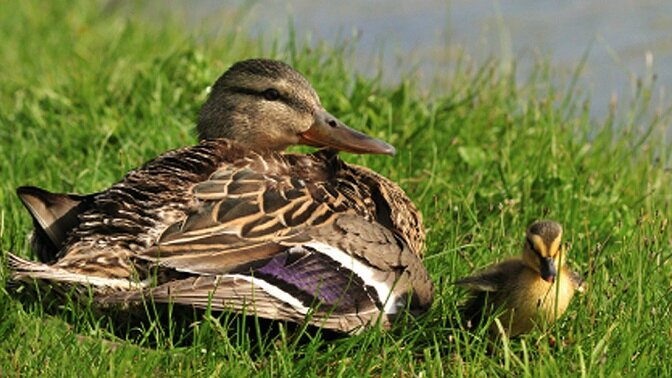 los patos comen comida para perros