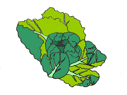 dans_les_choux