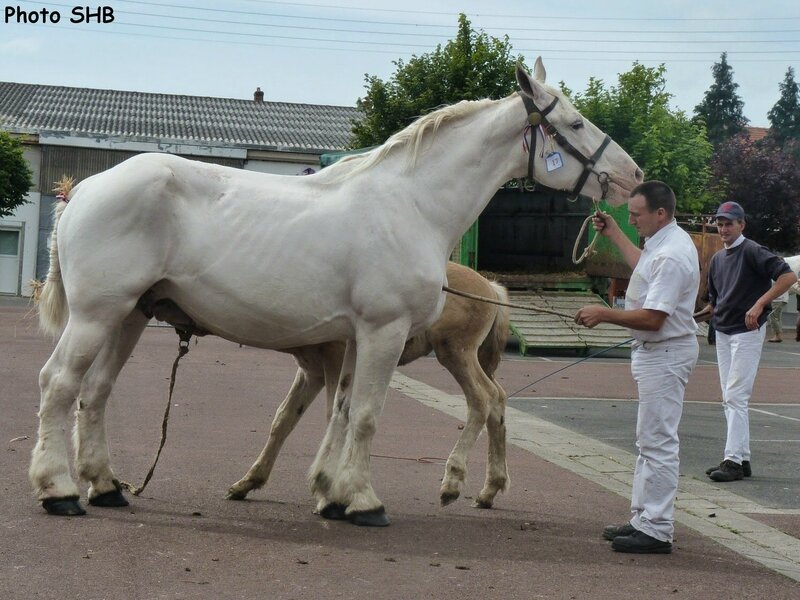 Quassia 42 - Concours Elevage local - Marquise (62) - 17 Juin 2014 - photo SHB