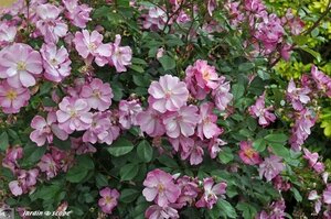 Jardin-François-0005