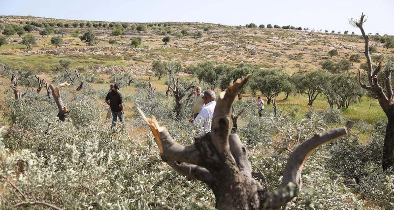 arbre palestine