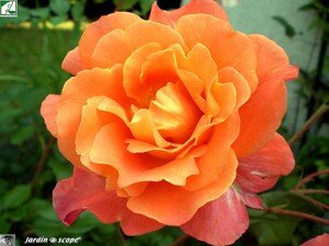 Rosier_Westerland