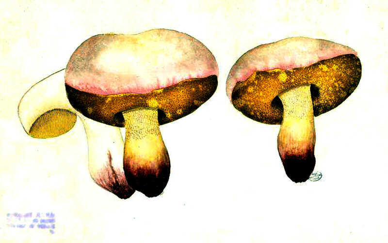 33 Boletus purpureus, 14 7bre 1892, page 174 pl 71