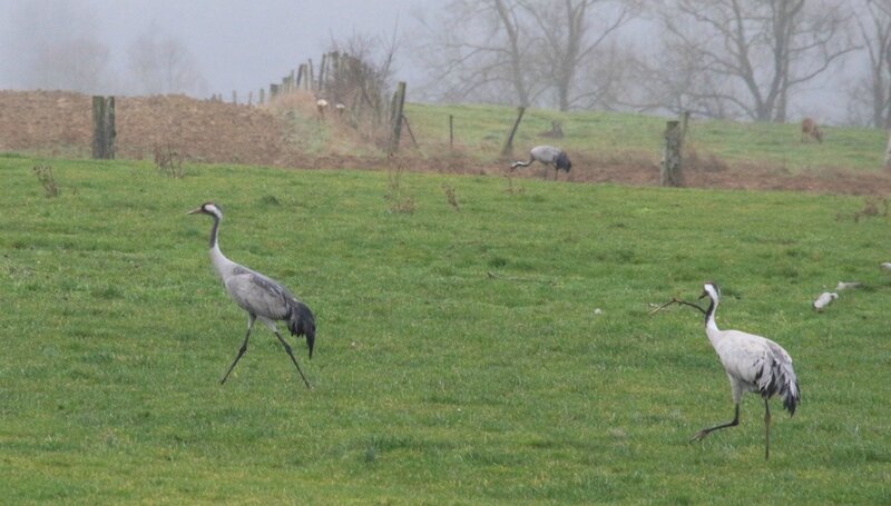IMG_0415 - Copie