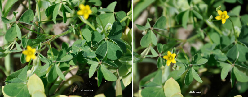 Oxalis corn