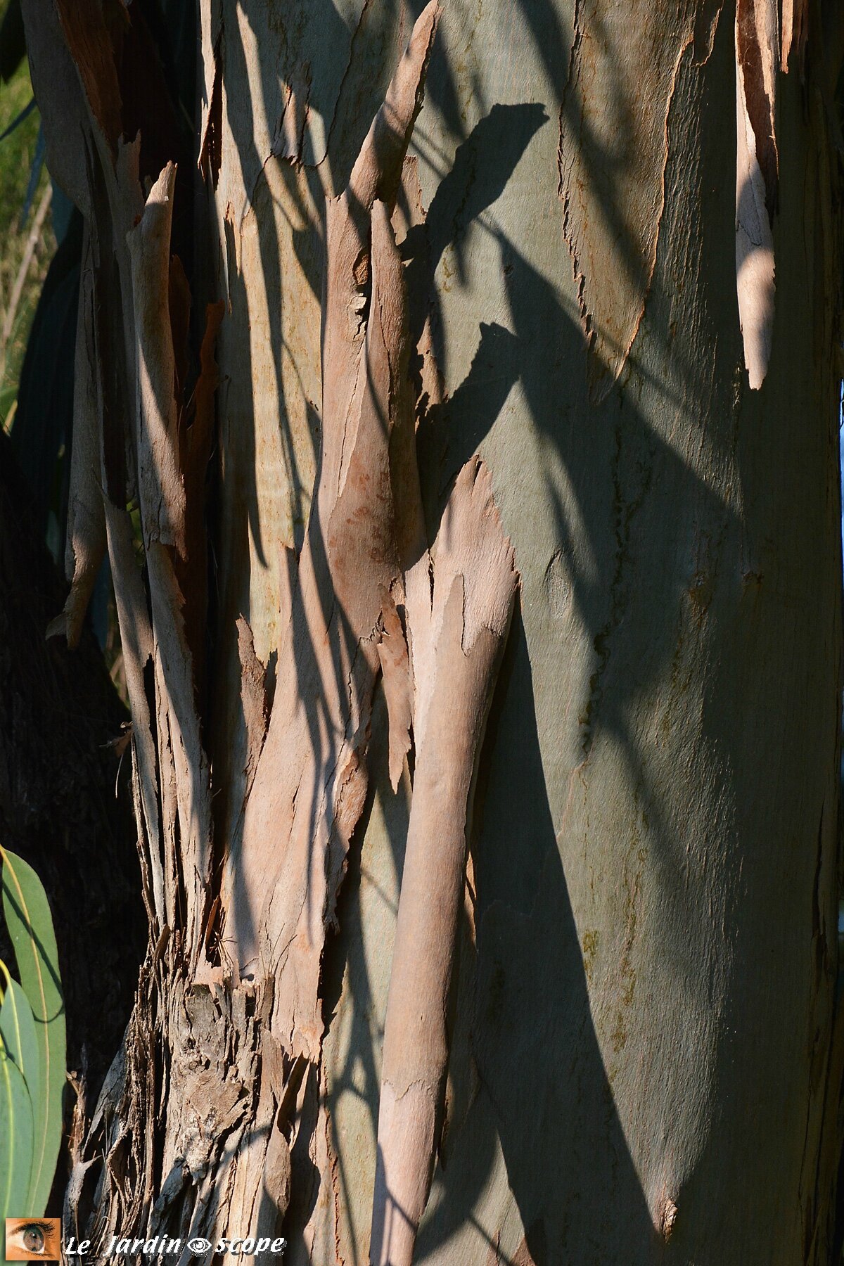 Ecorce d'un Eucalyptus globulus