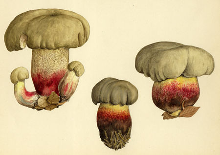 boletus_calopus
