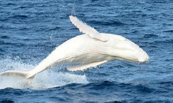 migaloo-baleine-blanche-australie-L-EYFJAv