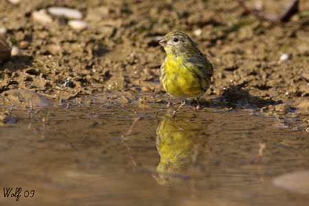 serin_cini_09_05