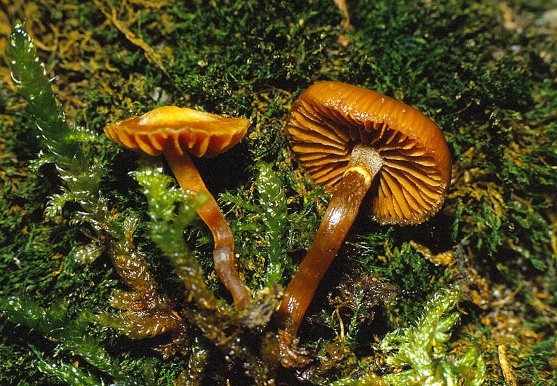 Galerina unicolor 1987 1122 (2)
