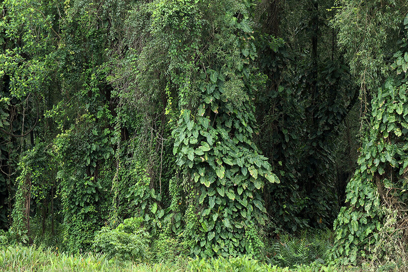 Conocarpus erectus - Palétuvier gris