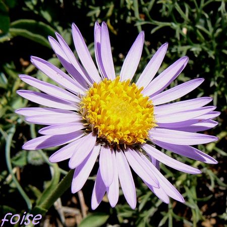 aster_des_Alpes