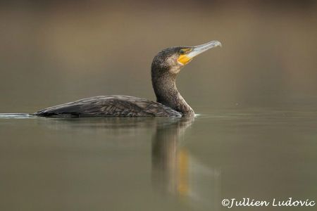 Grand cormoran - phalacrocorax carbo_20120407_019