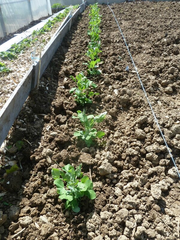 11-plantation petits pois (2)