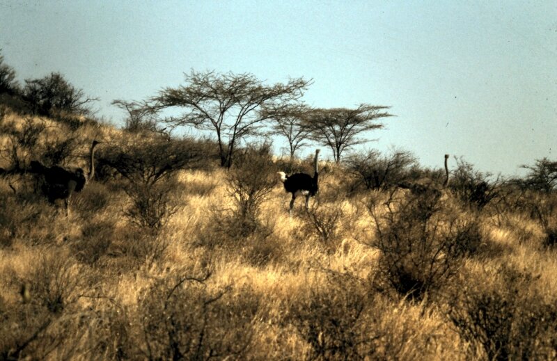 tsavo autruche b