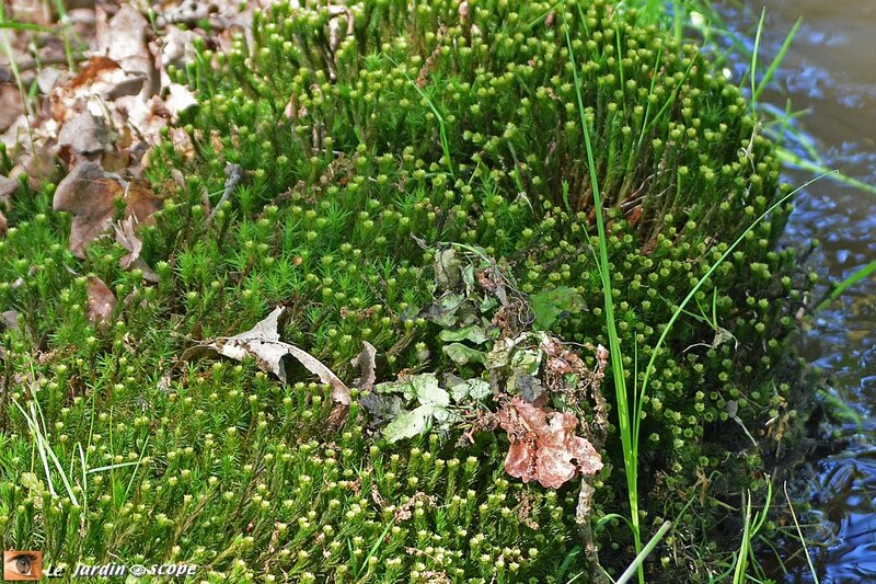 Polytrichum, formosum ou commune