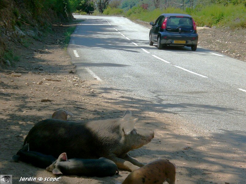 Cochons en liberté sur le bord de la route