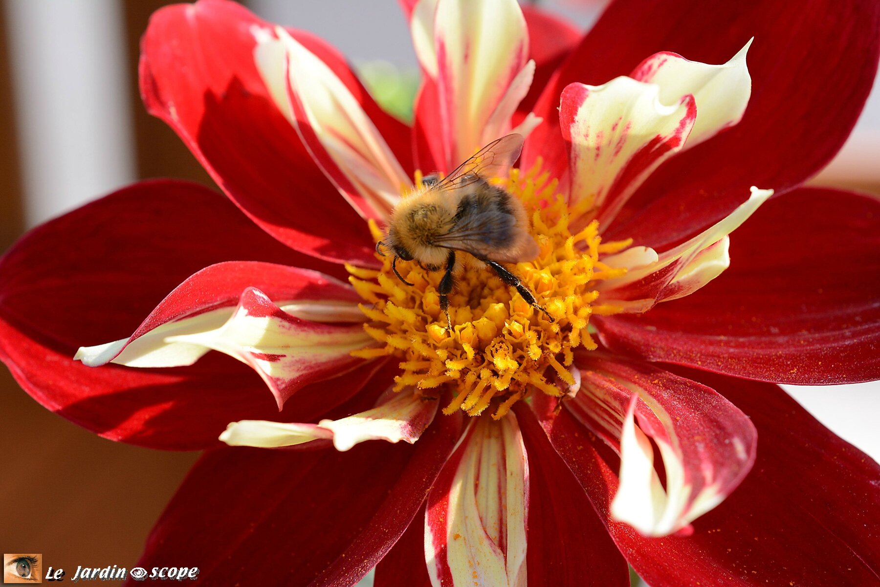 Dahlia 'Raïssa' (Label Rouge)