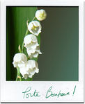 muguet